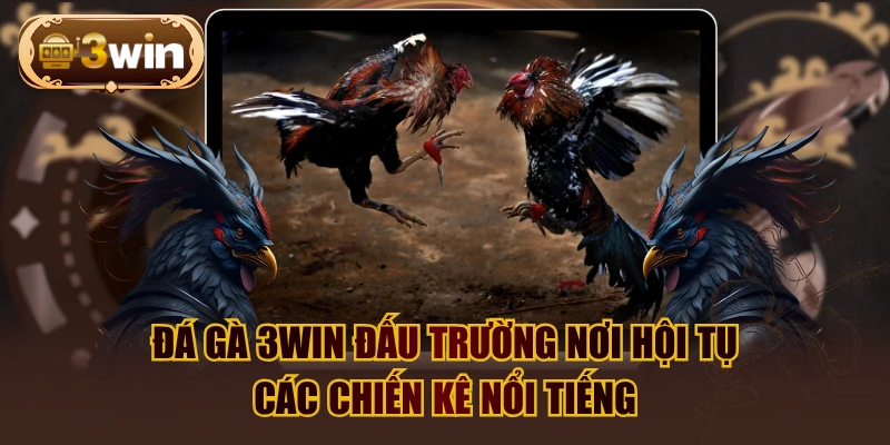 Đá Gà 3WIN Đấu Trường Nơi Hội Tụ Các Chiến Kê Nổi Tiếng