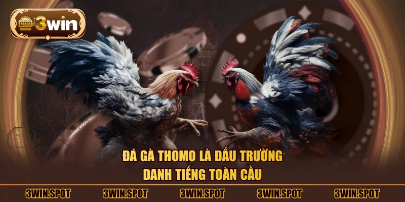 Đá gà Thomo là đấu trường danh tiếng toàn cầu